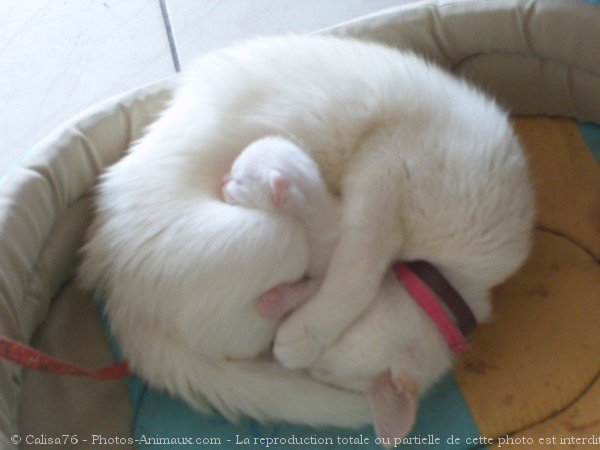 Photo de Chat domestique