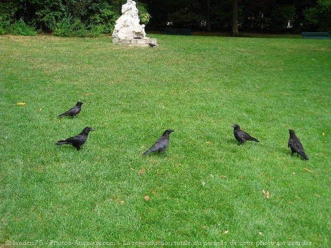 Photo de Races diffrentes