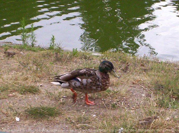 Photo de Canard