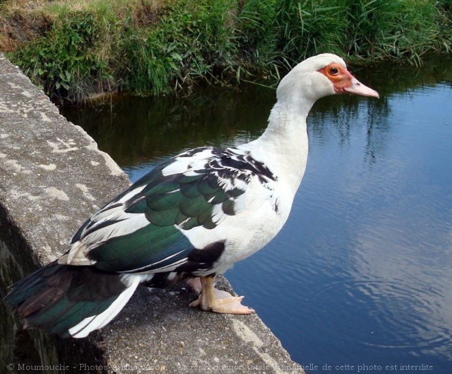 Photo de Canard de barbarie