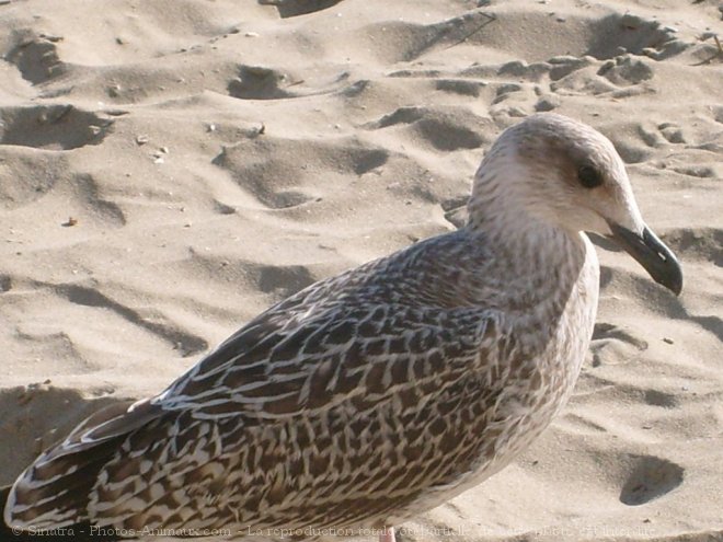 Photo de Mouette