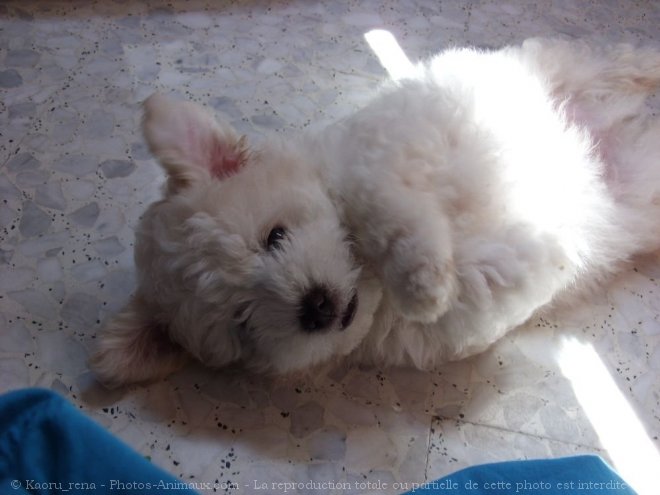 Photo de Coton de tulear