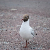 Photo de Mouette