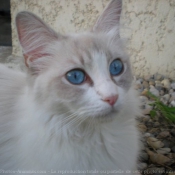 Photo de Ragdoll