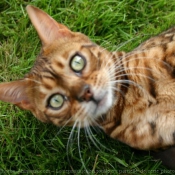 Photo de Bengal