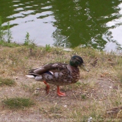 Photo de Canard