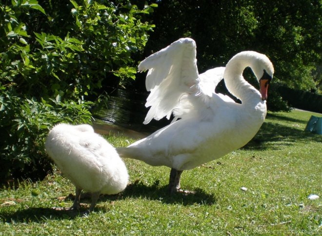 Photo de Cygne