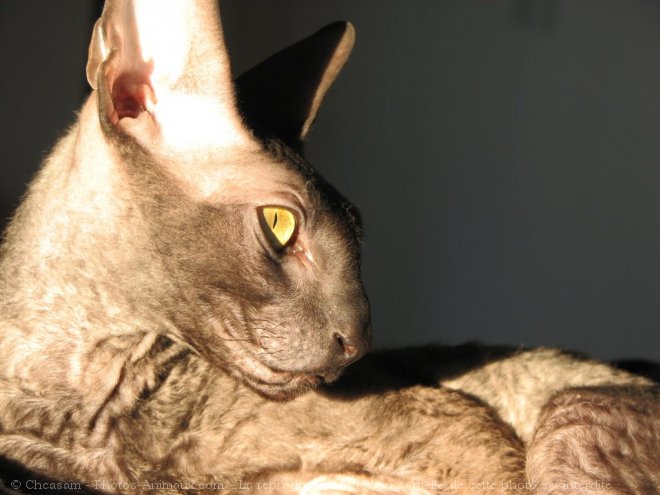 Photo de Cornish rex