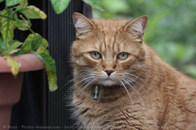 Photo de Chat domestique