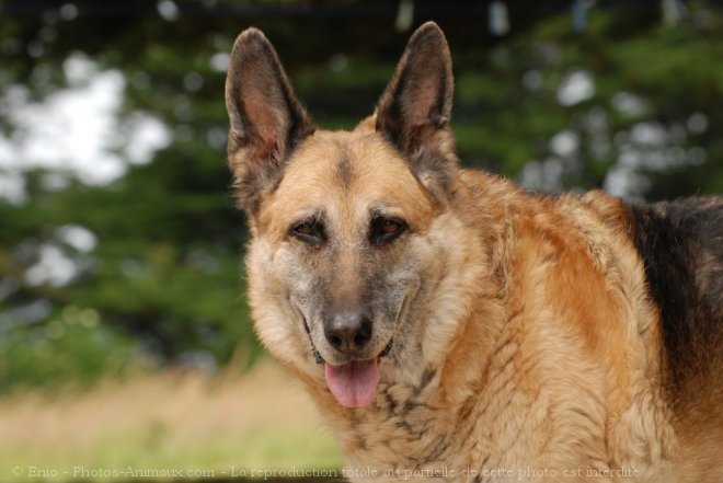 Photo de Berger allemand  poil court