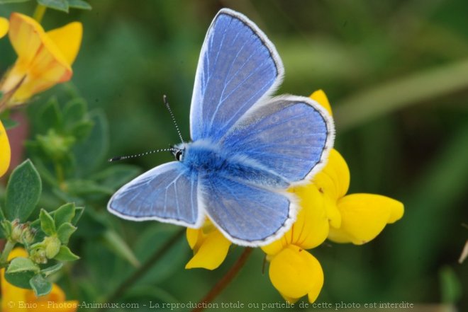 Photo de Papillon - le bel argus