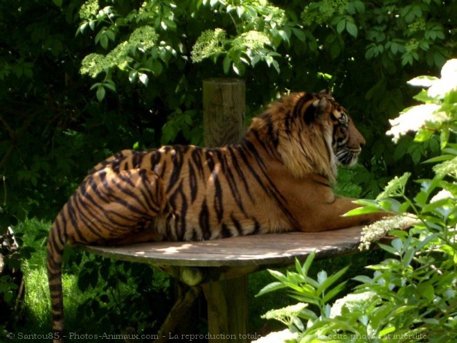 Photo de Tigre