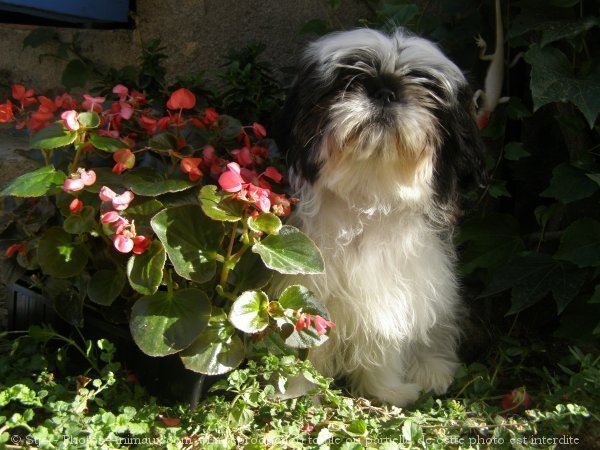 Photo de Shih tzu