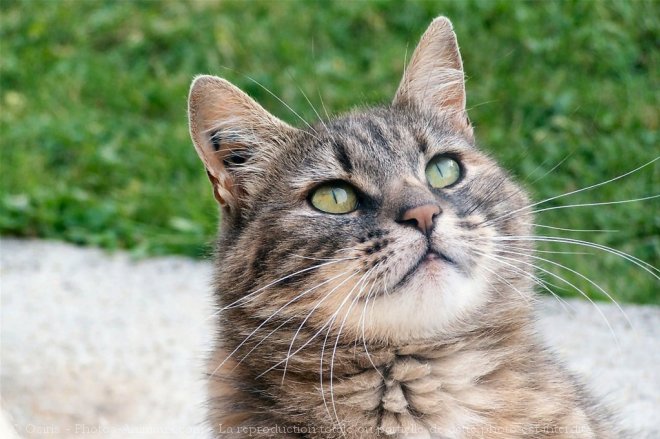 Photo de Chat domestique