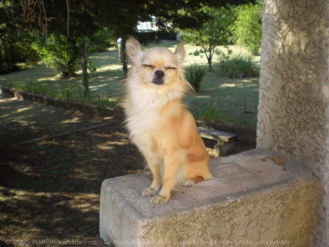 Photo de Chihuahua  poil long