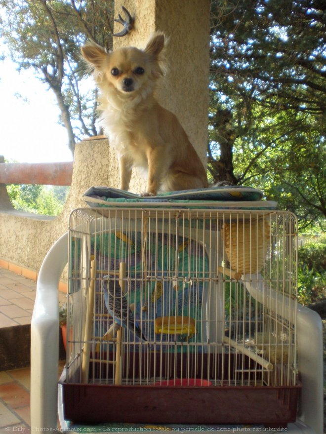 Photo de Chihuahua  poil long