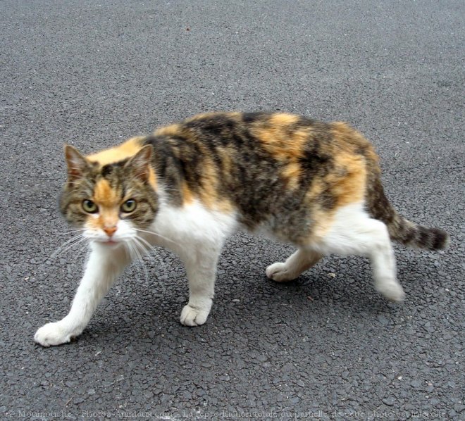 Photo de Chat domestique