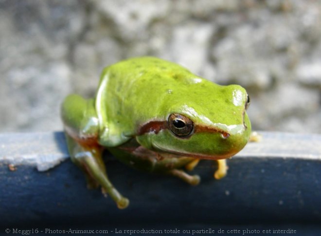 Photo de Grenouille - rainette verte