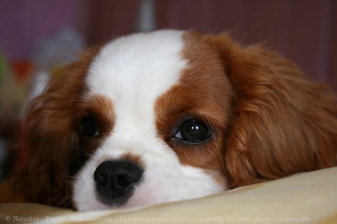 Photo de Cavalier king charles spaniel