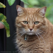 Photo de Chat domestique