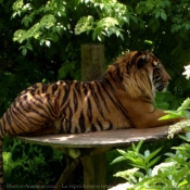 Photo de Tigre