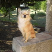 Photo de Chihuahua  poil long