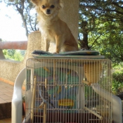 Photo de Chihuahua  poil long