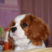 Photo de Cavalier king charles spaniel