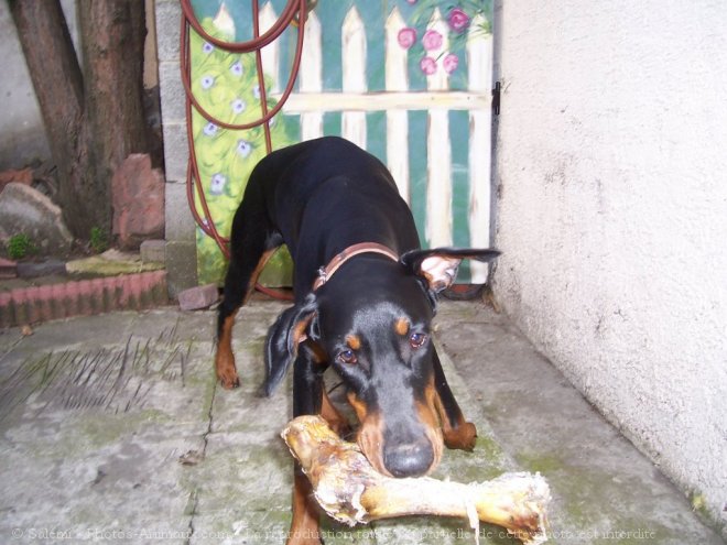 Photo de Dobermann