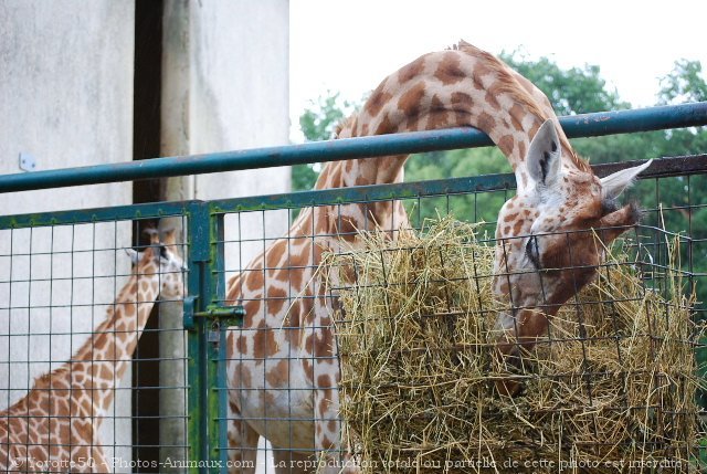 Photo de Girafe