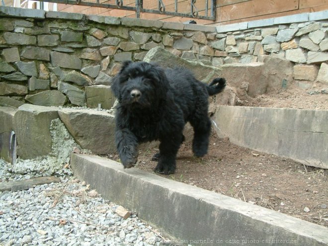 Photo de Bouvier des flandres