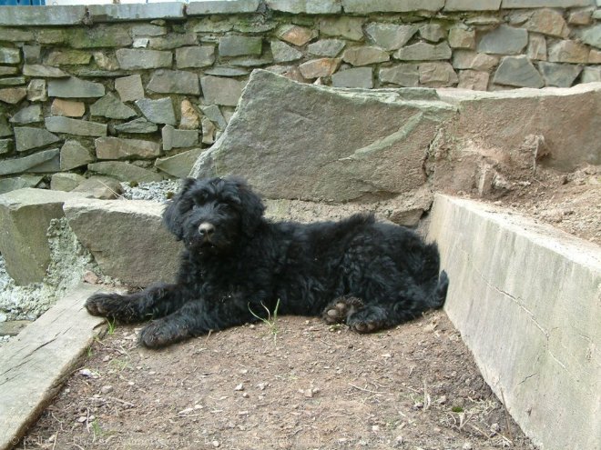 Photo de Bouvier des flandres