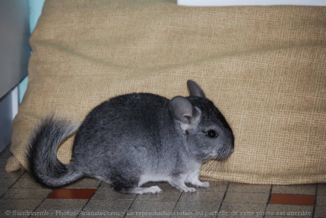 Photo de Chinchilla