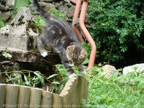 Photo de Chat domestique