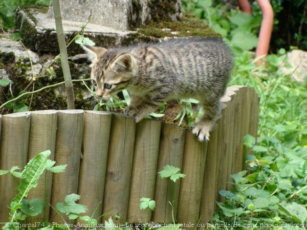 Photo de Chat domestique