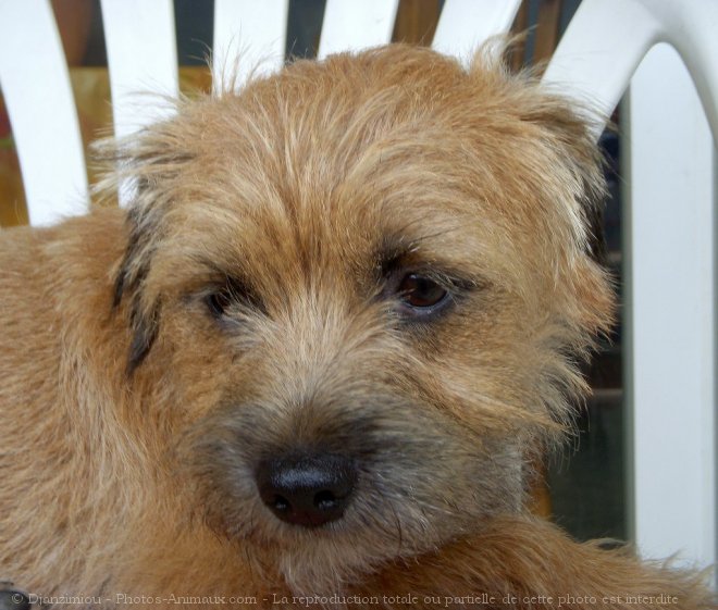 Photo de Border terrier