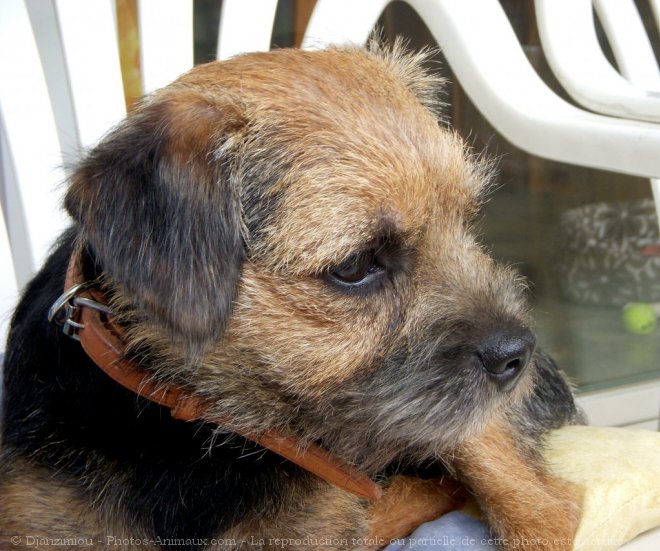 Photo de Border terrier