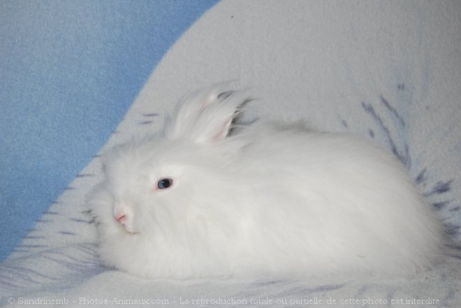 Photo de Lapin