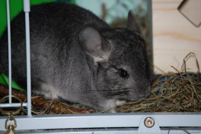 Photo de Chinchilla