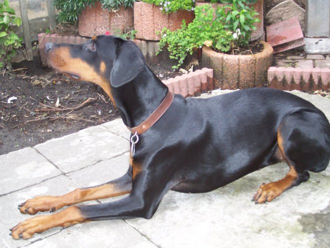 Photo de Dobermann