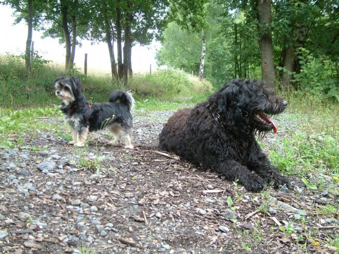 Photo de Races diffrentes