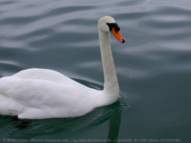 Photo de Cygne