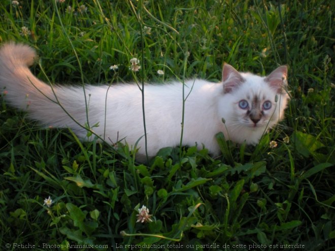 Photo de Ragdoll