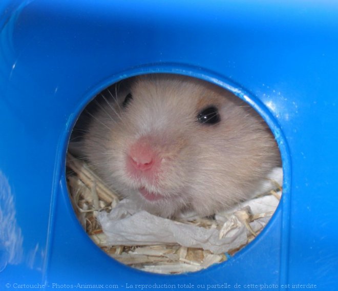 Photo de Hamster