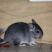 Photo de Chinchilla