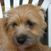 Photo de Border terrier