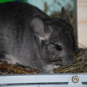 Photo de Chinchilla