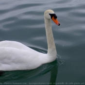 Photo de Cygne