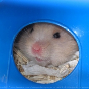 Photo de Hamster