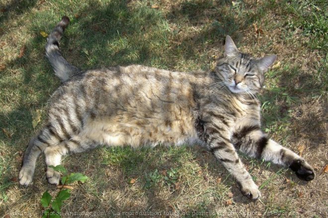 Photo de Chat domestique